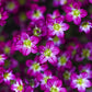 50 PURPLE ROBE SAXIFRAGA Arendsii Moss Rockfoil Evergreen Flower Seeds