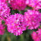 50 SEA THRIFT Armeria Maritima California Sea Pink Cliff Rose Cushion Pink Lavender Native Maritime Flower Seeds