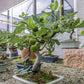 30 COMMON Edible FIG TREE Ficus Carica Purple Brown Skin Pink Flesh Fruit Seeds