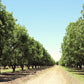 5 HARDY PECAN Tree Carya Illinoinensis King Nut Native Fruit Tree Seeds