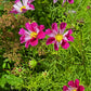 200 COSMOS SEASHELLS Cosmos Bipinnatus Sea Shells Flower Seeds