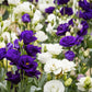 20 Mixed Colors LISIANTHUS Eustoma Grandiflorum Bluebell Gentian Flower Seeds