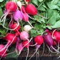 500 Mixed Colors EASTER EGG RADISH Raphanus Sativus Vegetable Seeds