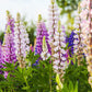 75 Mixed Colors RUSSELL LUPINE (Streamside, Bigleaf, Garden, or Washington Lupine) Lupinus Polyphyllus Flower Seeds
