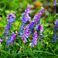 100 HAIRY CROWN VETCH (Russian Vetch) Vicia Villosa Flower Vine Seeds