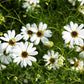 200 White SWAN RIVER DAISY Brachyscome Iberidifolia Flower Seeds