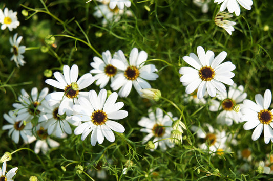 200 White SWAN RIVER DAISY Brachyscome Iberidifolia Flower Seeds