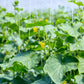 50 WHITE WONDER CUCUMBER Fruit Cucumis Sativus Seeds