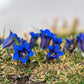 15 Blue STEMLESS GENTIAN Gentiana Acaulis Kochiana Flower Seeds