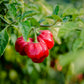 40 Red JAMAICAN HOT PEPPER Capsicum Chinense Scotch Bonnet Vegetable Seeds