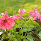 25 SALMON PETUNIA Grandiflora Flower Seeds