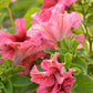 25 SALMON PETUNIA Grandiflora Flower Seeds