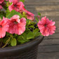 25 SALMON PETUNIA Grandiflora Flower Seeds