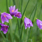 20 GRASSWIDOW Purple-Eyed Grass Sisyrinchium Inflatum syn. Olsynium Douglasii Grass Widows Reddish Purple Ornamental Grass Flower Seeds