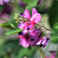 100 SLENDER BUSH CLOVER Lespedeza Virginica Bushclover Native Shrub Pink Purple Flower Legume Seeds