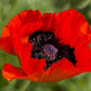 100 RED TURKISH POPPY Heirloom Papaver Somniferum Flower Seeds