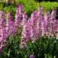 10 RED GAS PLANT Fragrant Fire Plant Dictamnus Albus Ruber Flower Seeds