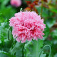 250 Bombast ROSE PEONY POPPY Papaver Peoniflorum Flower Seeds