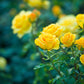 5 YELLOW ROSE Rosa Bush Shrub Perennial Flower Seeds