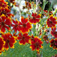 1000 PLAINS COREOPSIS (Golden Tickseed) Coreopsis Tinctoria Flower Seeds