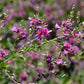 100 SLENDER BUSH CLOVER Lespedeza Virginica Bushclover Native Shrub Pink Purple Flower Legume Seeds