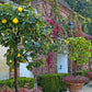 20 COMMON CULINARY QUINCE Fruit Tree Cydonia Oblonga Flowering Shrub Seeds