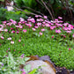 50 ROSE ROBE SAXIFRAGA Arendsii Mossy Rockfoil Evergreen Flower Seeds