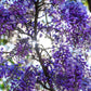 5 BLUE CHINESE WISTERIA Sinensis Ornamental Vine Climber Blue Violet Purple Flower Seeds