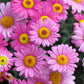 100 Mixed Colors ROBINSONS PAINTED DAISY Chrysanthemum Pink Red Rose & Yellow Pyrethrum Flower Seeds