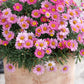100 Mixed Colors ROBINSONS PAINTED DAISY Chrysanthemum Pink Red Rose & Yellow Pyrethrum Flower Seeds