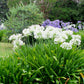 25 WHITE LILY of the NILE Agapanthus Orientalis African Lily Flower Seeds