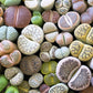 10 LIVING STONE / LITHOPS Mixed Colors Pebble Houseplant Flower Seeds