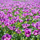 1000 HUNGARIAN BREADSEED POPPY Papaver Somniferum Purple Blue Flower Seeds