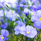 100 BLUE FLAX (Prairie Flax / Lewis Blue Flax) Linum Perenne Lewisii Flower Seeds