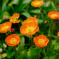 2500 ICELAND POPPY MIX Papaver Nudicaule Mixed Colors Flower Seeds