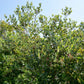 10 PINEAPPLE GUAVA Fruit Acca Guavasteen Brazilian or Fig Guava Feijoa Sellowiana Pink Red Flower Tree Shrub Seeds