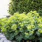 100 LADYS MANTLE Alchemilla Mollis Flower Seeds