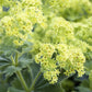 100 LADYS MANTLE Alchemilla Mollis Flower Seeds