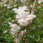 20 QUEEN of the MEADOW Filipendula Ulmaria Meadowsweet Native Prairie Fragrant White Flower Seeds