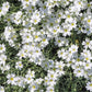 1500 SNOW IN SUMMER (Chickweed) Cerastium Biebersteinii Flower Seeds