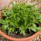 1000 GREEN MIZUNA MUSTARD Japanese Greens Brassica Juncea Herb Vegetable Seeds