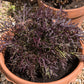 200 RED Streaked MIZUNA MUSTARD Japanese Greens Brassica Juncea Vegetable Seeds