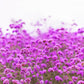 250 COMMON VERVAIN Verbena Officinalis European Herb Pink Purple Flower Seeds