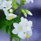 50 WHITE Polemonium Caeruleum JACOB'S LADDER Flower Seeds