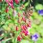 150 Eatons RED FIRECRACKER PENSTEMON Eatonii Native Hummingbird Flower Seeds
