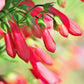150 Eatons RED FIRECRACKER PENSTEMON Eatonii Native Hummingbird Flower Seeds