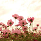 20 APRICOTTA COSMOS Bipinnatus Apricot & Rose Pink Bicolor Flower Seeds