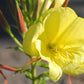 150 DWARF EVENING PRIMROSE ( Missouri Primrose / Ozark Sundrops ) Oenothera Macrocarpa syn. Missouriensis Native Yellow Flower Seeds
