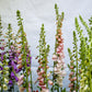 1000 Seeds MIXED FOXGLOVE Digitalis Purpurea Flower Seeds