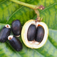 5 PHYSIC NUT Barbados Purging JATROPHA Curcas Shrub Tree Bio-Diesel Seeds